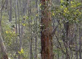 Heathcote-Graytown National Park - Accommodation Newcastle 0