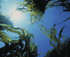 Marengo Reefs Marine Sanctuary - Accommodation Newcastle 0