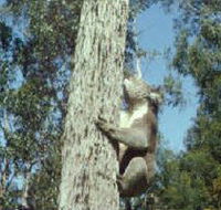 Creswick Regional Park - Accommodation Newcastle