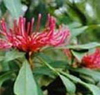 Alfred National Park - Accommodation Newcastle