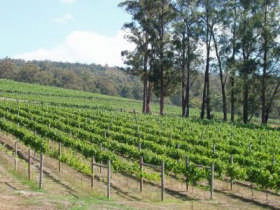 Piedmont Vineyard - Accommodation Newcastle 0