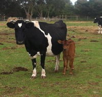 Animal Land Children's Farm - Accommodation Newcastle