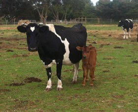 Animal Land Children's Farm - Accommodation Newcastle 0