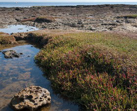 Ricketts Point Marine Sanctuary - Accommodation Newcastle 0