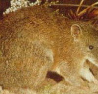 The Pines Flora and Fauna Reserve - Accommodation Newcastle