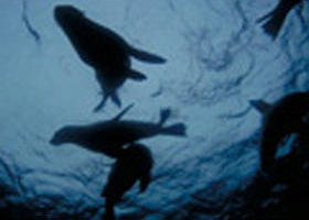 The Arches Marine Sanctuary - Accommodation Newcastle 0