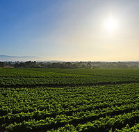 GREENSTONE VINEYARDS - Accommodation Newcastle