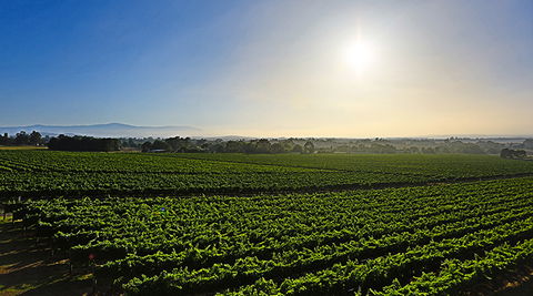 GREENSTONE VINEYARDS - Accommodation Newcastle 0
