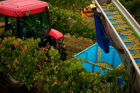 GREENSTONE VINEYARDS - Accommodation Newcastle 3