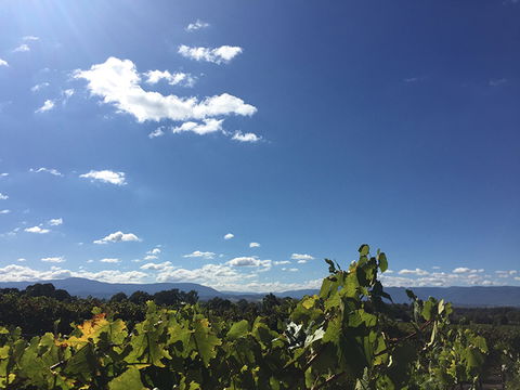 GREENSTONE VINEYARDS - Accommodation Newcastle 5