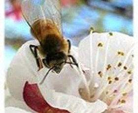 Clayridge Honey - Accommodation Newcastle 0