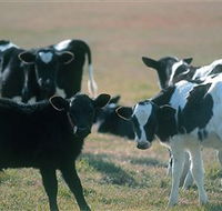 Bodalla Dairy Cheese Factory - Accommodation Newcastle