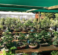 Bonsai at the Bay - Accommodation Newcastle