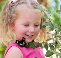 Coffs Harbour Butterfly House - Accommodation Newcastle