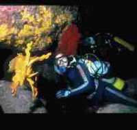 Solitary Islands Marine Park - Accommodation Newcastle