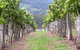 Villa D Esta Vineyard - thumb 1