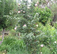 Tombstone Estate Vineyard - Accommodation Newcastle