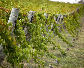 Moothi Estate Vineyard And Cellar Door - Accommodation Newcastle 1