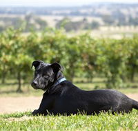 Moothi Estate Vineyard and Cellar Door - Accommodation Newcastle