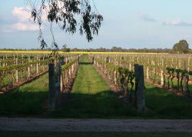 Water Wheel Vineyards - Accommodation Newcastle 0