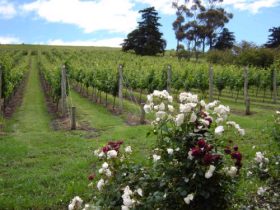 Pembroke Estate Vineyard - Accommodation Newcastle 0