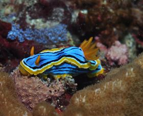Coral Gardens Dive Site Mooloolaba - Accommodation Newcastle 1