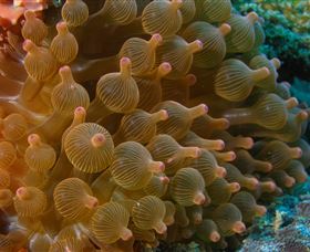 Coral Gardens Dive Site Mooloolaba - Accommodation Newcastle 0