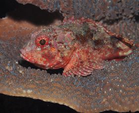 Coral Gardens Dive Site Mooloolaba - Accommodation Newcastle 2