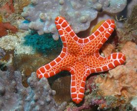 Coral Gardens Dive Site Mooloolaba - Accommodation Newcastle 3