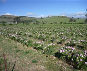 Damasque Rose Oil Farm - Accommodation Newcastle 1