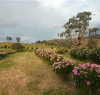 Damasque Rose Oil Farm - Accommodation Newcastle