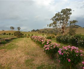 Damasque Rose Oil Farm - Accommodation Newcastle 0