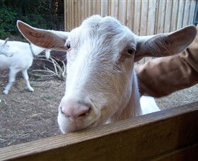 Drysdale Cheeses - Accommodation Newcastle 0