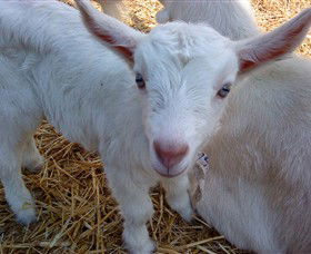 Drysdale Cheeses - Accommodation Newcastle 14