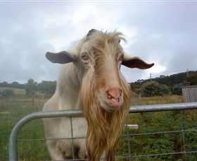 Drysdale Cheeses - Accommodation Newcastle 16