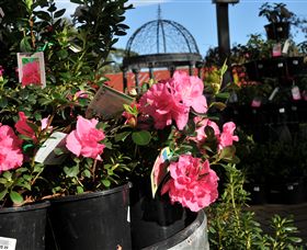 Van Loon's Nursery - Accommodation Newcastle 1