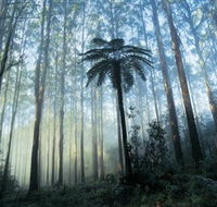 Yarra Ranges National Park - Accommodation Newcastle