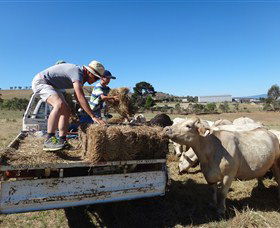 Bathurst Farm Experience - Accommodation Newcastle 5