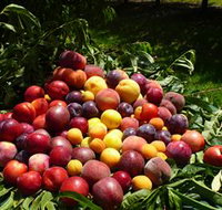 Rayner's Orchard - Accommodation Newcastle