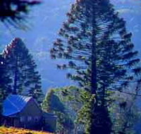 Bunya Mountains National Park - Accommodation Newcastle