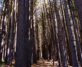 Sugarpine Walk - Accommodation Newcastle 2