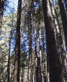 Sugarpine Walk - Accommodation Newcastle 1