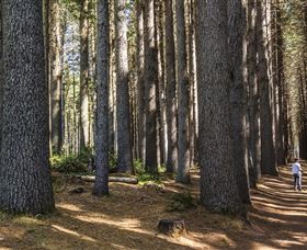 Sugarpine Walk - Accommodation Newcastle 0