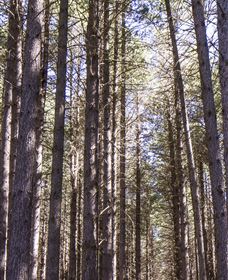 Sugarpine Walk - Accommodation Newcastle 3