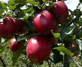 Wilgro Orchards - Accommodation Newcastle 3