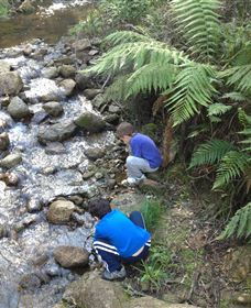 Shelley Forest Camp - Accommodation Newcastle 2