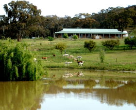 Clearview Alpacas - Accommodation Newcastle 0