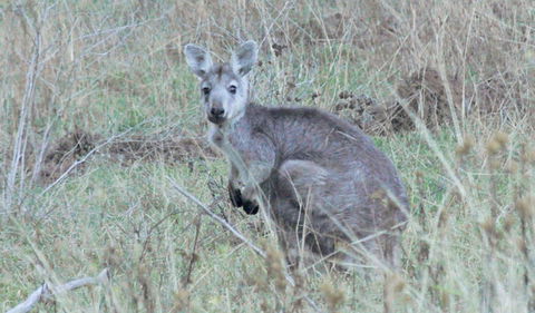 Capertee National Park - Accommodation Newcastle 3