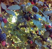 Gunnadoo Berries - Accommodation Newcastle