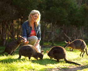 Moonlit Sanctuary Wildlife Conservation Park - Accommodation Newcastle 0